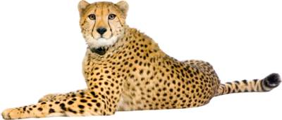 Cheetah clipart transparent images , animals png