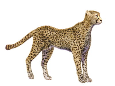 Cheetah Photos PNG Images