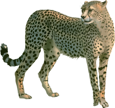 Cheetah transparent background images , animals png