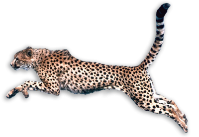 Cheetah Hd Photo Pic PNG Images