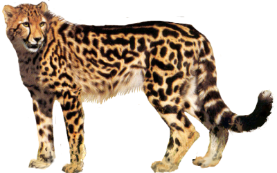 Cheetah Amazing Image Download 19 PNG Images