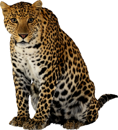 Cheetah Animal Png PNG Images
