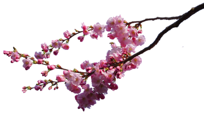 Cherry Blossom PNG Icon PNG Images