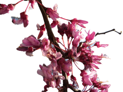 Cherry Blossom Transparent PNG Images