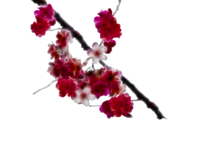 Cherry Blossom Picture PNG Images