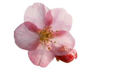 Cherry Blossom Transparent Picture PNG Images