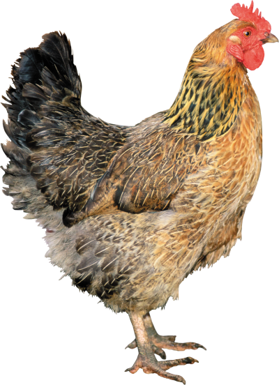 Chicken Transparent Image PNG Images