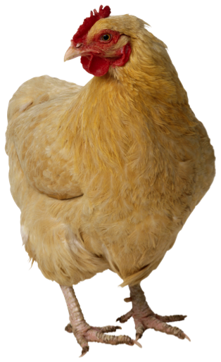 Chicken Free Cut Out PNG Images