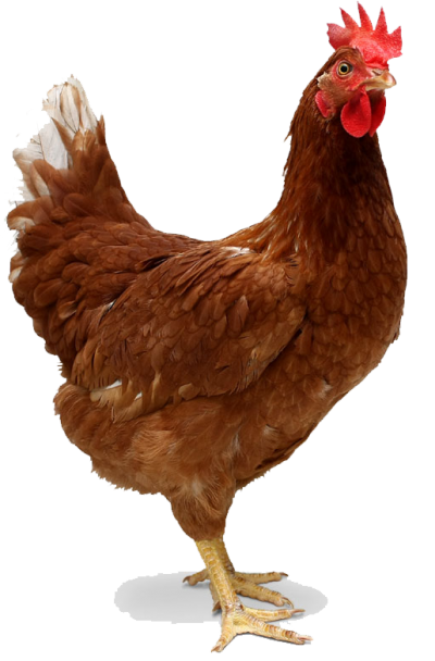 Chicken Best Png PNG Images