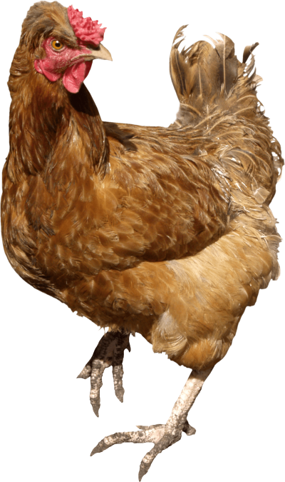 Chicken Clipart PNG File PNG Images