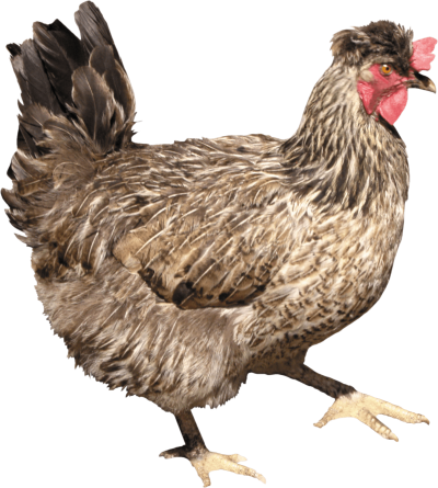 Chicken Transparent Background PNG Images