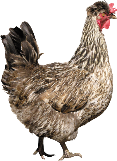 Chicken Photos PNG Images
