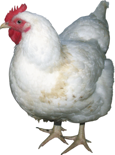 Download Chicken PNG PNG Images