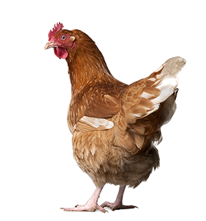 Chicken Clipart Transparent PNG Images