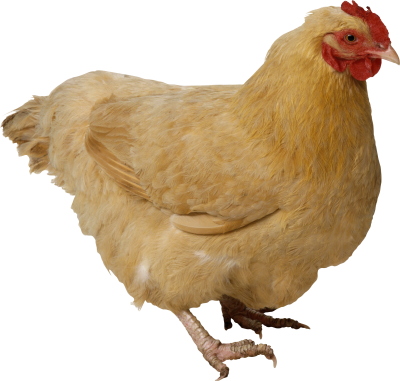 Chicken Images PNG PNG Images