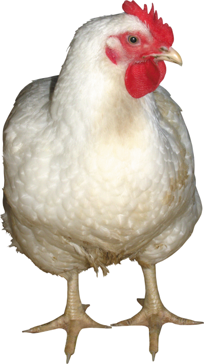 White Chicken Cut Out Png PNG Images