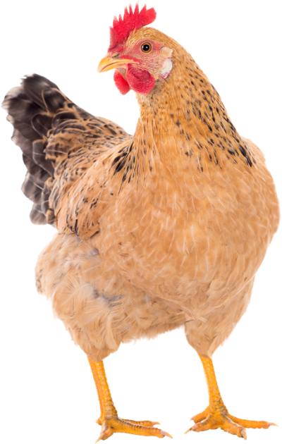 Chicken Free Download PNG Images