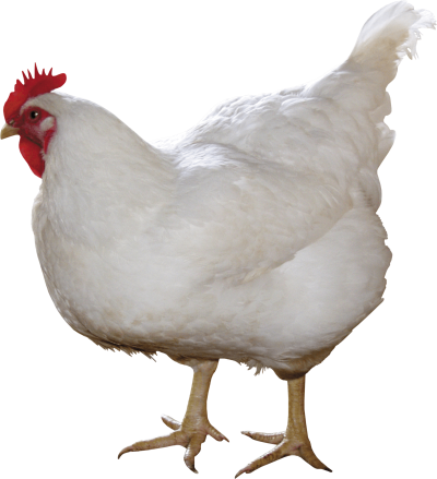 Chicken Cut Out PNG Images