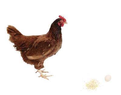 Chicken Clipart HD PNG Images