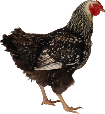 Chicken Amazing Image Download PNG Images