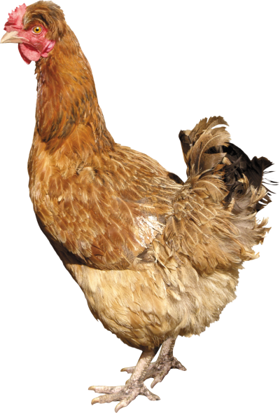Chicken Picture PNG Images
