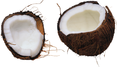 Coconut Transparent Image PNG Images