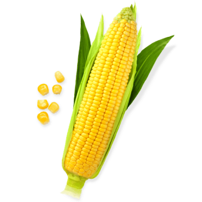 Corn Wonderful Picture Images PNG Images