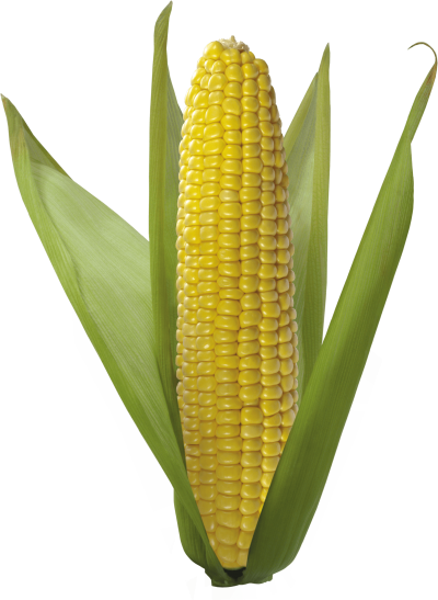 Corn Leaf Clipart Photo PNG Images