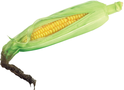 Corn HD Photo Png PNG Images