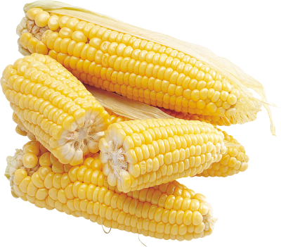 Corn transparent background images download, yellow png