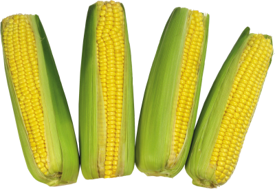 Corn Photos PNG Images