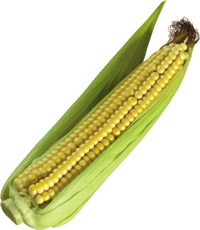 Corn clipart png photos image