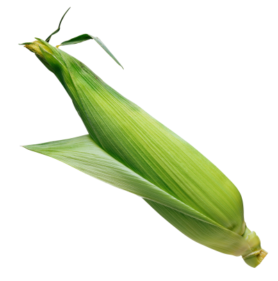Leaf corn free transparent png images download, yellow