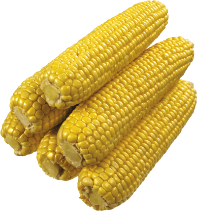 Corn clipart png file stack of corns 