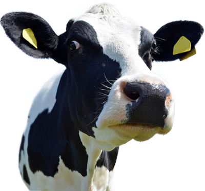 Close Up View Of Cow Head Clipart Hd Photo PNG Images
