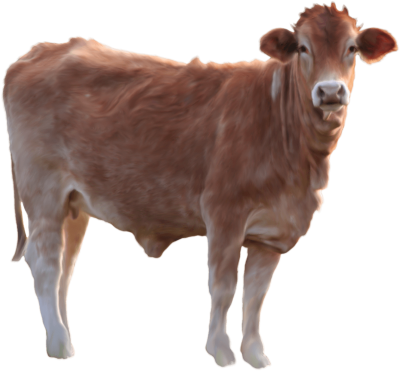 Brown cow photo transparent png download 
