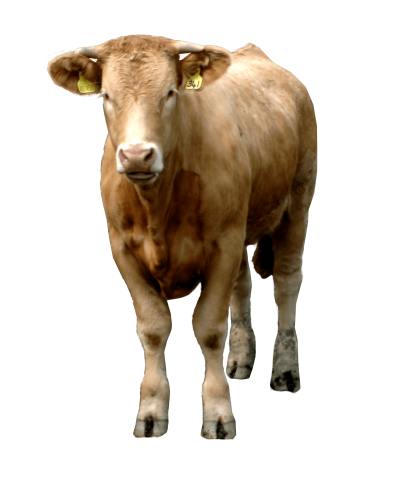 Cattle, ox, brown cow image png hd download cut out