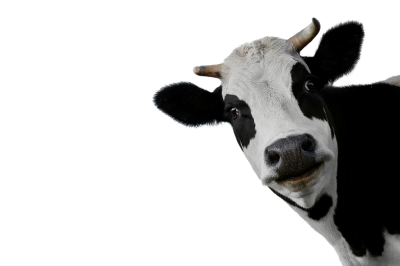 Head facing right cow png images download picture