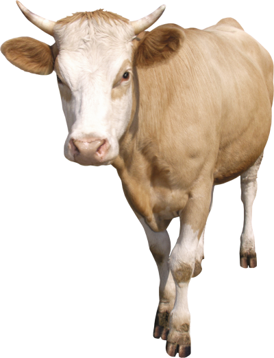 Walking brown cow images hd download icon png