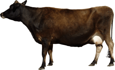 Side View Brown Cow Transparent Background Free Download PNG Images
