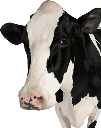 Patterned cow head png hd background in black and white