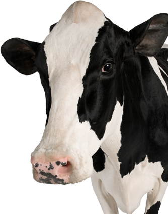 Patterned Cow Head Png Hd Background In Black And White PNG Images