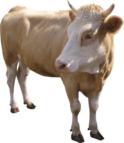 Brown Cow Hd Download PNG Images