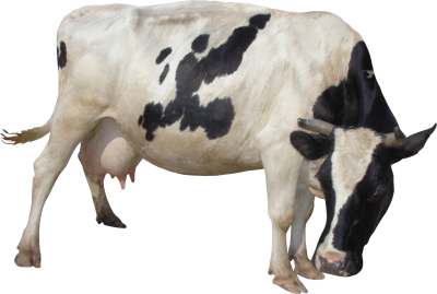 Black and white cow background free download facing the ground png