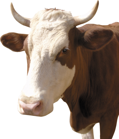 White and brown cow clipart picture hd png