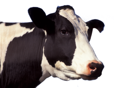 Left View Cow Head Picture Download PNG Images