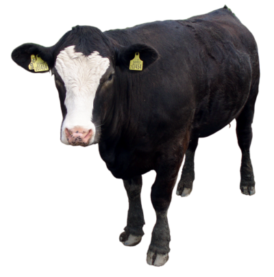 White Headed Cow Picture Png Download PNG Images