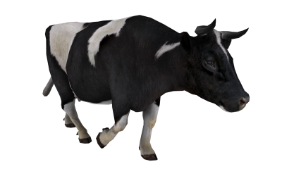 Black cow png photo download images 