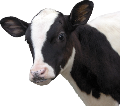 Black and white head cow png picture free download image