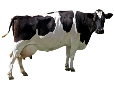 Milking, Cattle, Oxen, Big Cow Transparent Free Download PNG Images
